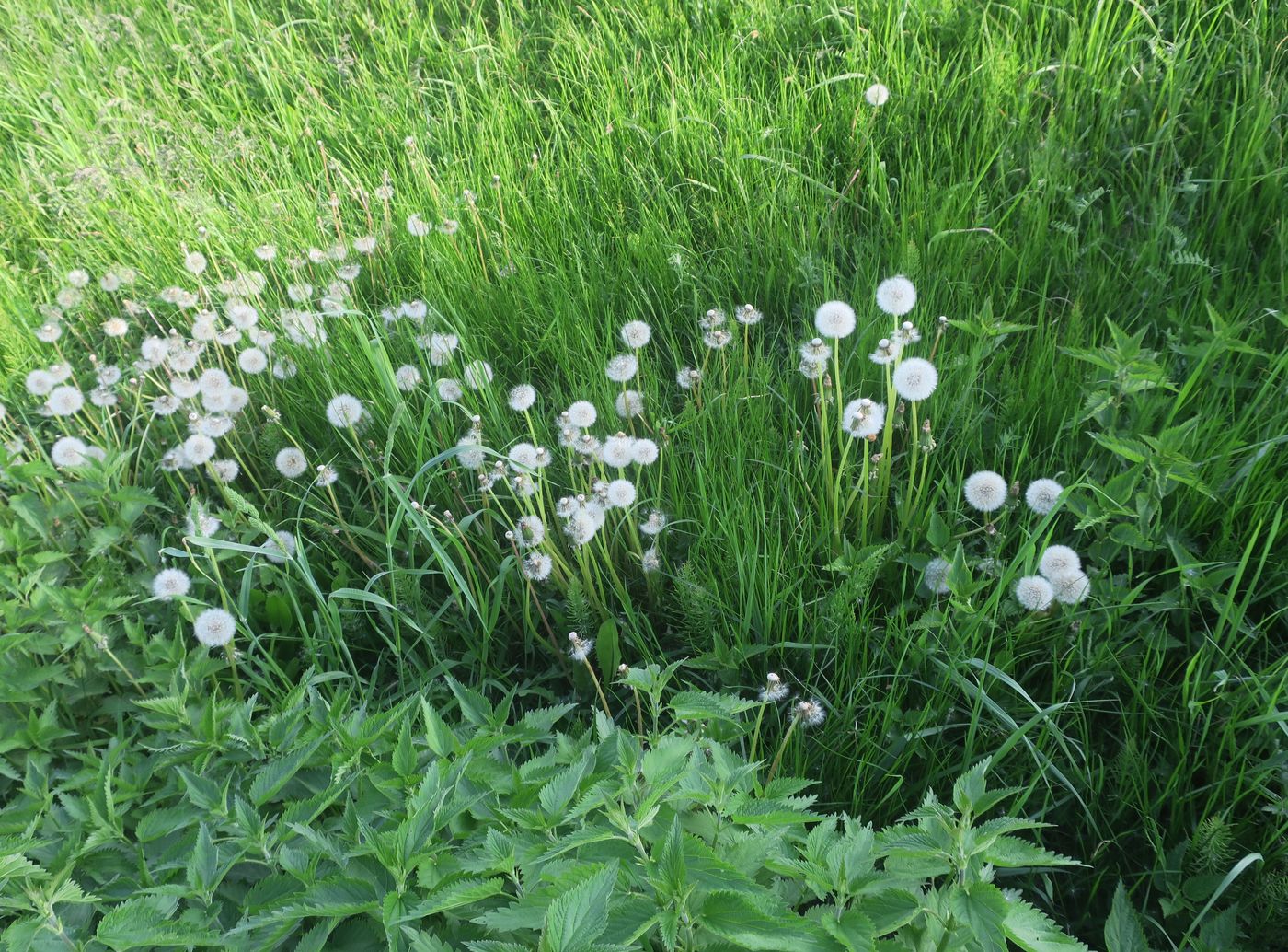 Изображение особи Taraxacum officinale.
