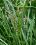 Luzula multiflora. Верхушка плодоносящего растения с созревающими плодами. Московская обл., Подольский р-н, с/о Лаговский, дер. Матвеевское, луг. 23.05.2026.