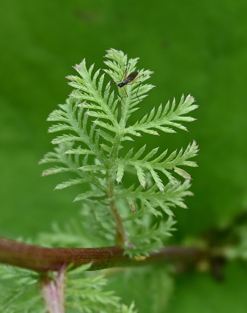 Image of Anthemis tinctoria specimen.