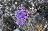 Trachelium caeruleum. Соцветие. Португалия, Азорские о-ва, о-в Сан-Мигел, г. Понта-Делгада, на скале. 11.08.2025.