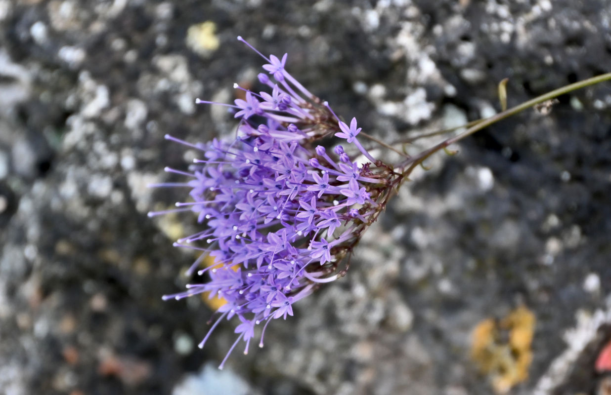 Image of Trachelium caeruleum specimen.