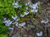 Phlox divaricata. Цветущие растения. Псков, ул. Георгиевская, клумба. 07.06.2025.