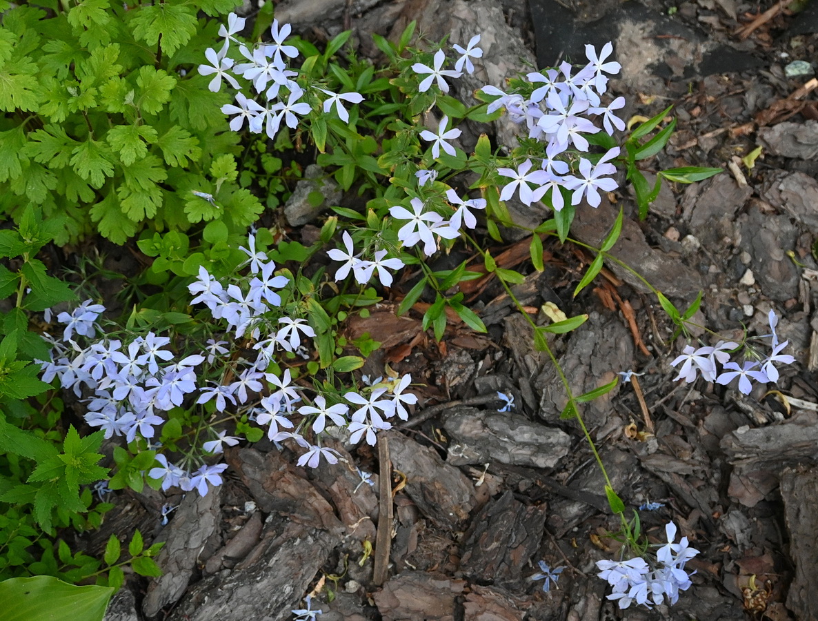 Изображение особи Phlox divaricata.