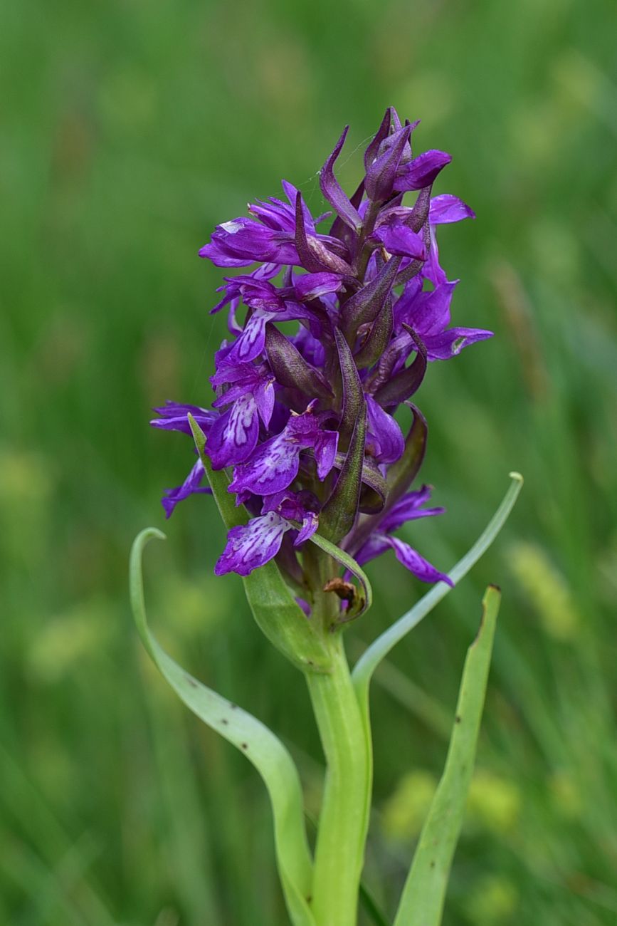 Изображение особи род Dactylorhiza.