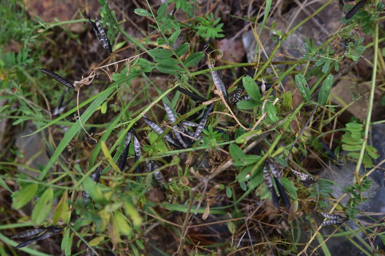 Image of genus Vicia specimen.