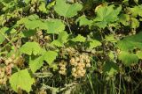 Ribes rubrum. Плодоносящая ветвь. Беларусь, Витебская обл., пос. Езерище, сад. 11.07.2026.