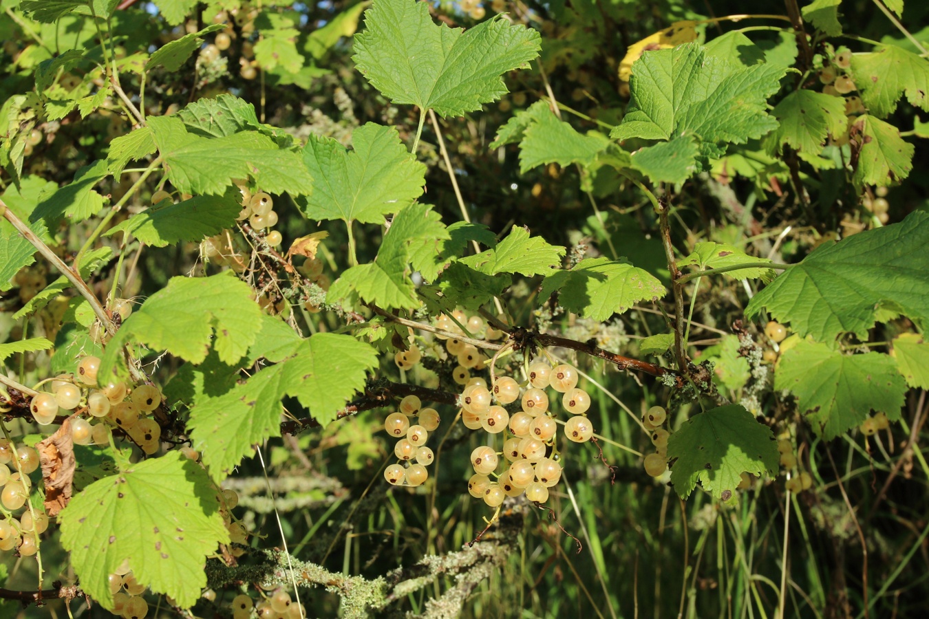Image of Ribes rubrum specimen.