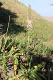 Eremurus robustus. Цветущее растение. Узбекистан, Джизакская обл., хр. Нуратау, гора Койташ, басс. р. Нарвансая, верховья Нарвансая, окр. ур. Саритал., ок. 1360 м н.у.м. 14.05.2025.