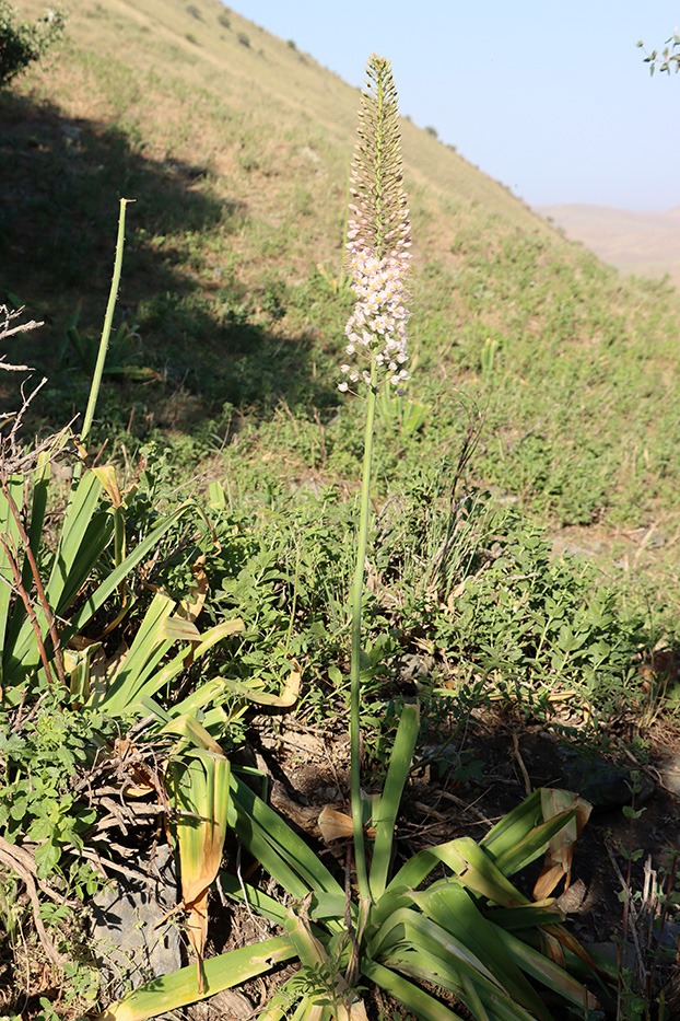 Изображение особи Eremurus robustus.
