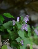 familia Lamiaceae