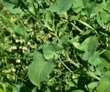 genus Rumex. Часть побега. Турция, ил Артвин, у стены храма Отхта, луг. 13 июня 2026 г.