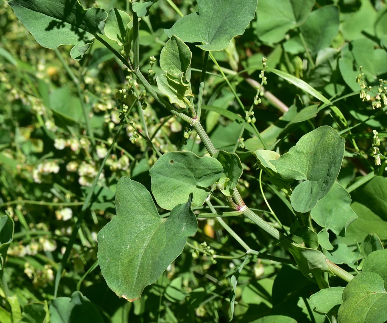 Image of genus Rumex specimen.