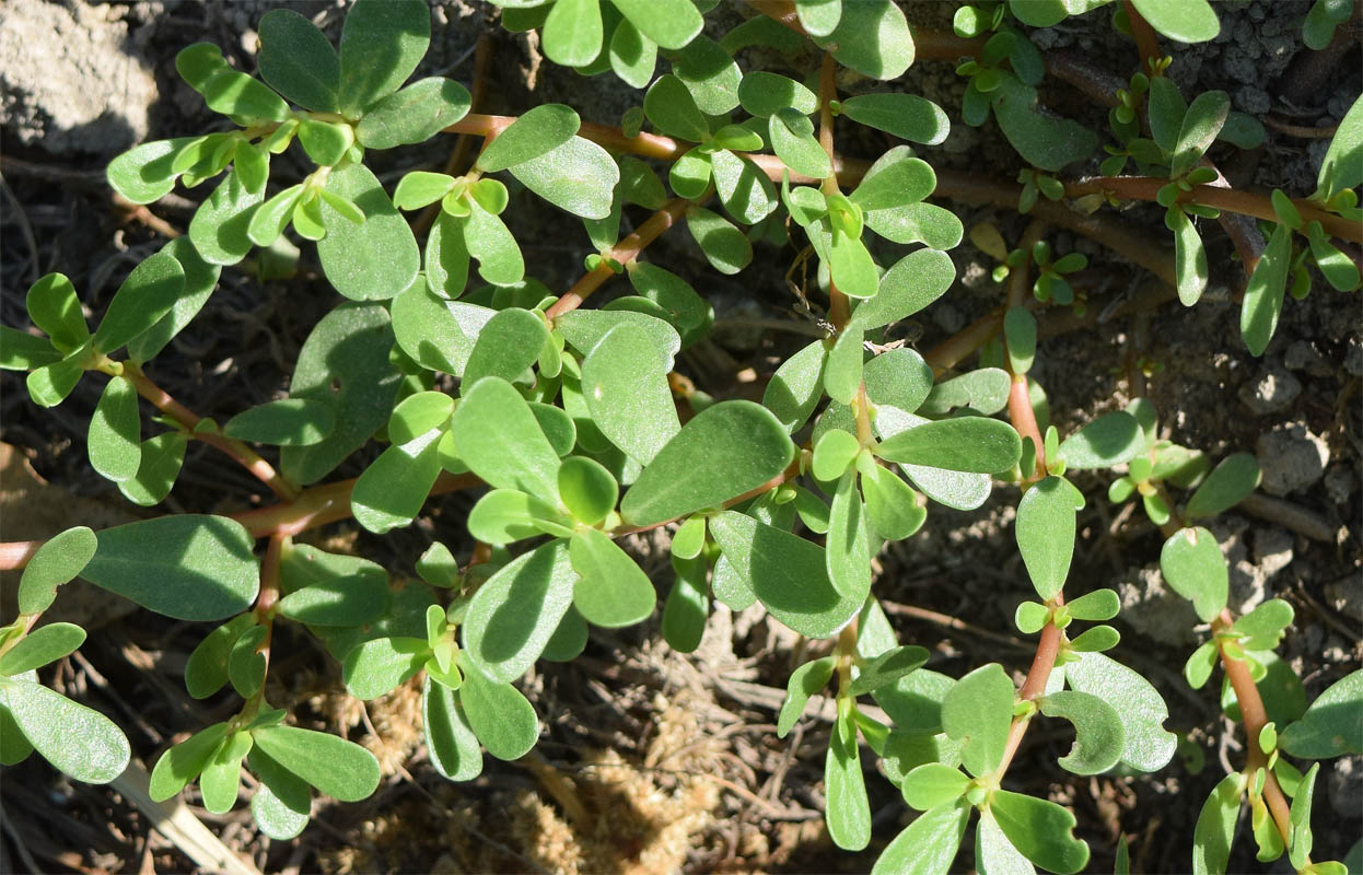 Изображение особи Portulaca oleracea.