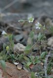 Holosteum umbellatum