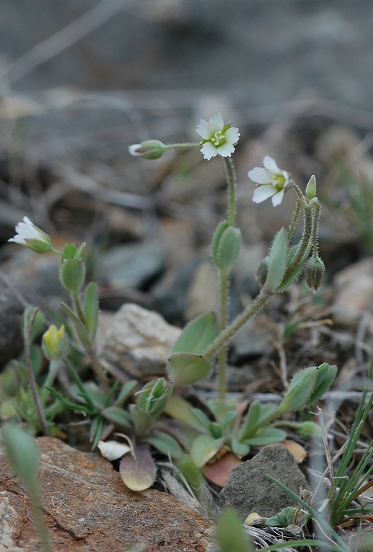 Image of Holosteum umbellatum specimen.