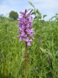 Dactylorhiza