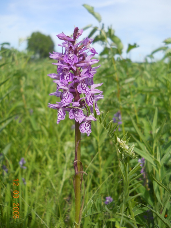 Изображение особи род Dactylorhiza.