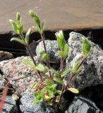 Cerastium holosteoides