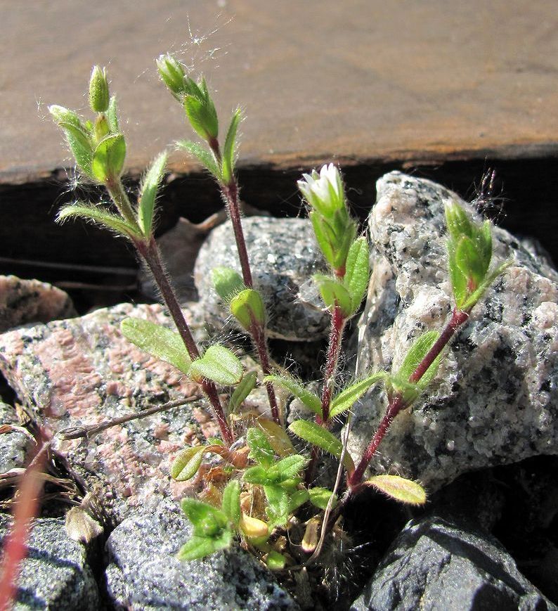 Image of Cerastium holosteoides specimen.