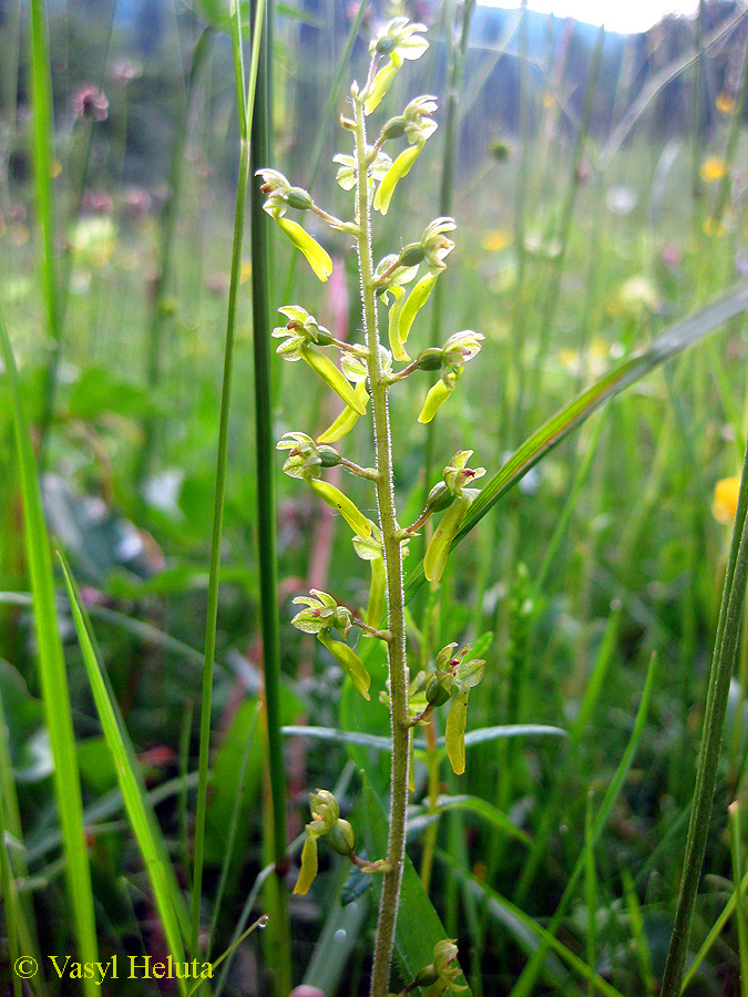 Изображение особи Listera ovata.