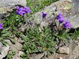 Campanula saxifraga