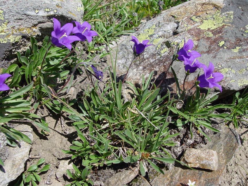 Изображение особи Campanula saxifraga.