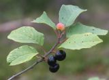 Frangula alnus. Побег с плодами. Ленинградская обл., Кингисеппский р-н. 30.07.2011.