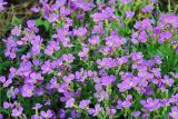 Aubrieta × cultorum. Верхушка обильно цветущего растения. Московская обл., Раменский р-н, окр. дер. Хрипань, дачный участок. 01.06.2006.