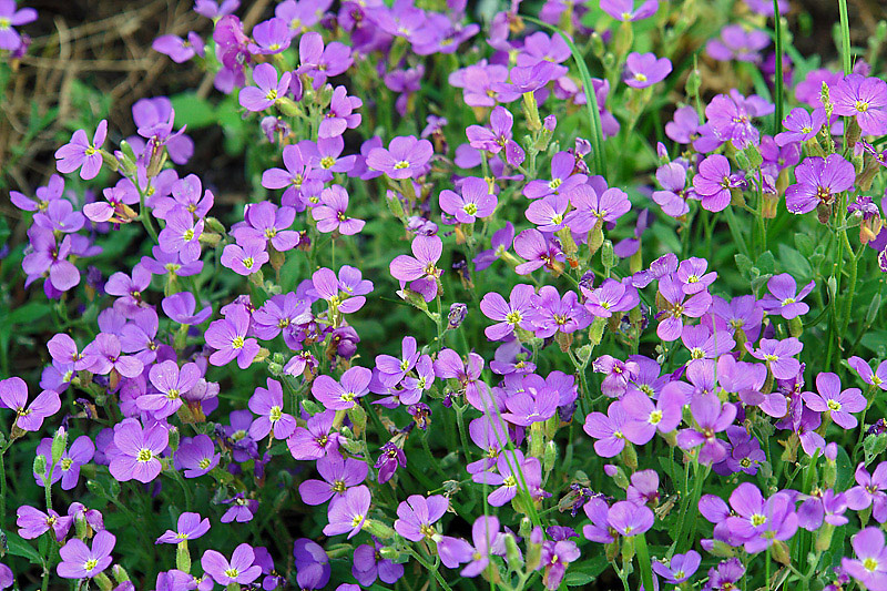 Изображение особи Aubrieta × cultorum.