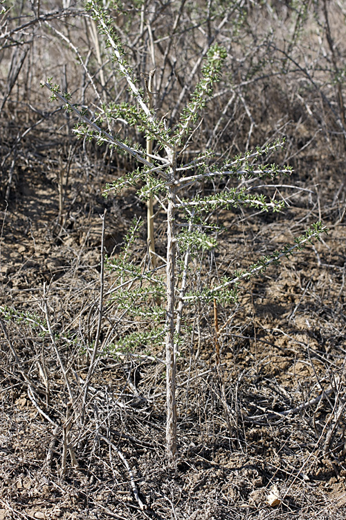 Image of Lycium ruthenicum specimen.