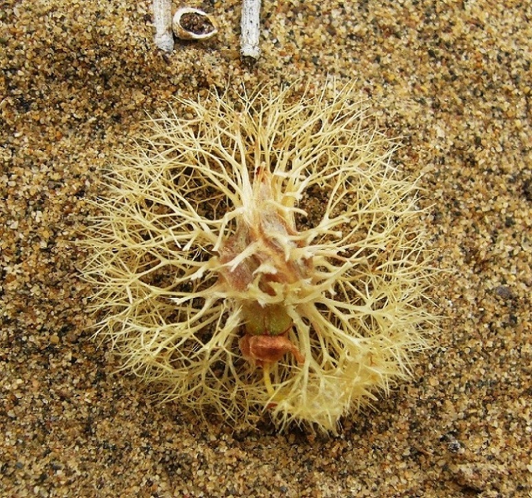 Image of Calligonum arborescens specimen.