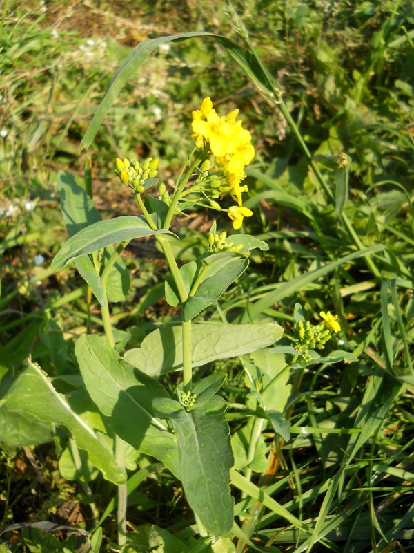 Изображение особи Brassica campestris.