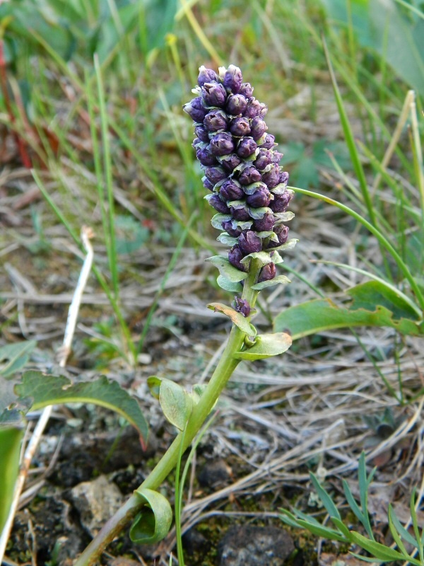 Image of Lagotis minor specimen.