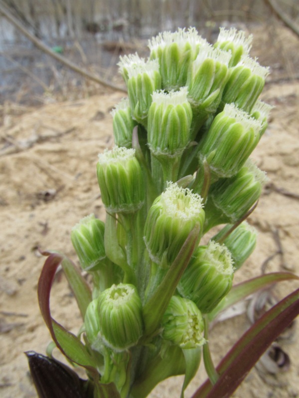 Изображение особи Petasites spurius.
