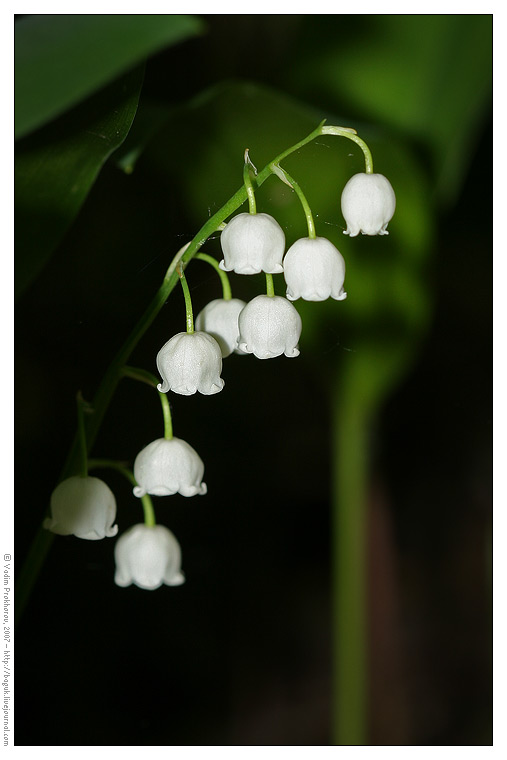 Image of Convallaria majalis specimen.