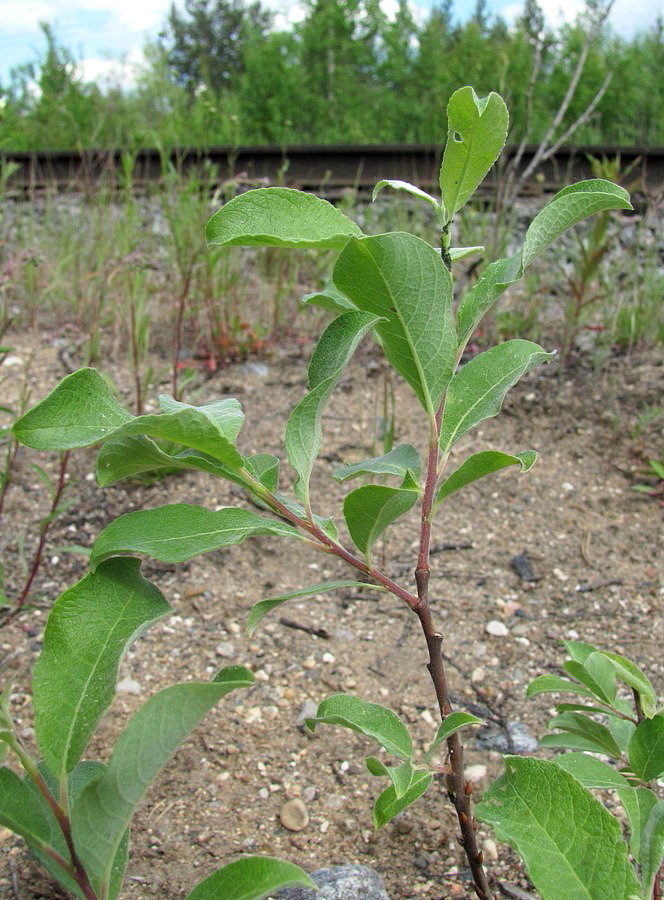 Image of Salix &times; puberula specimen.