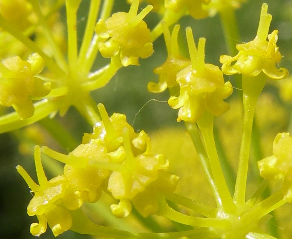 Изображение особи Ferula akitschkensis.