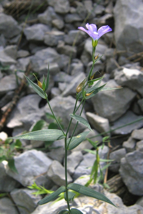 Изображение особи Linum jailicola.