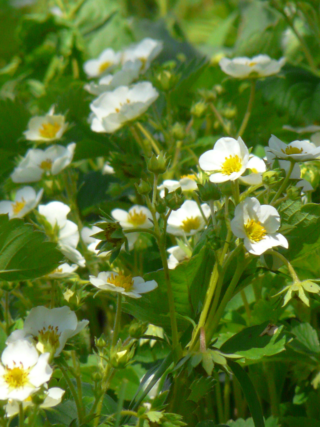 Image of Fragaria × ananassa specimen.