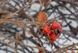 Rosa rugosa