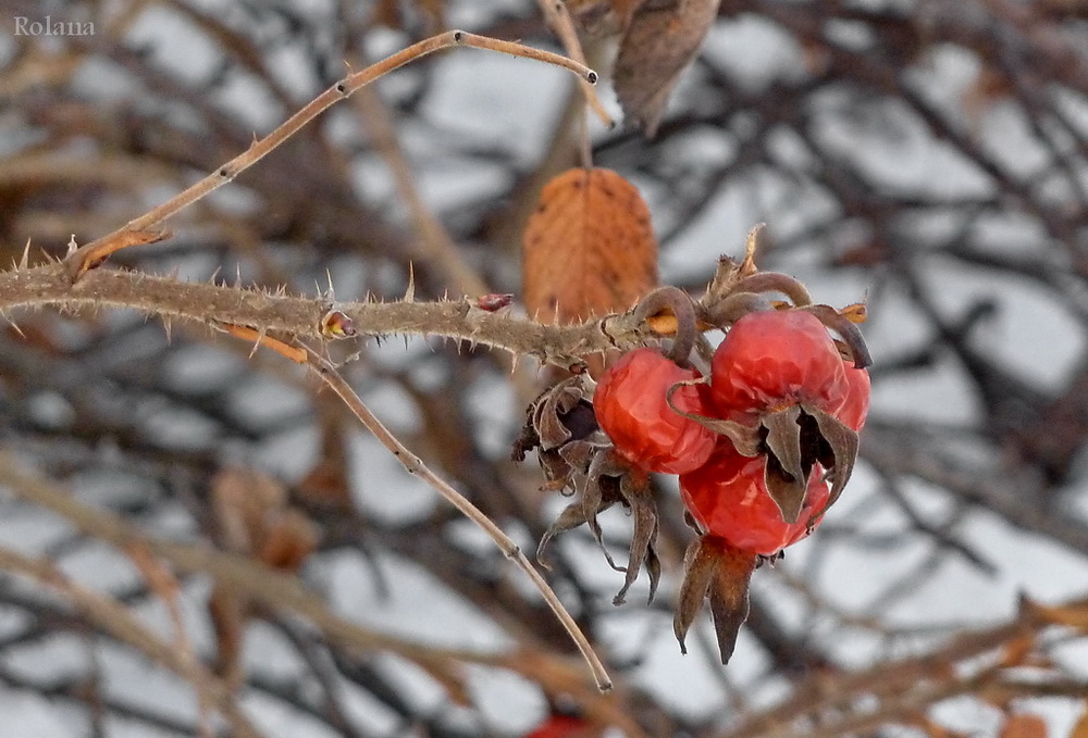 Image of Rosa rugosa specimen.