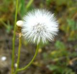 Senecio subdentatus