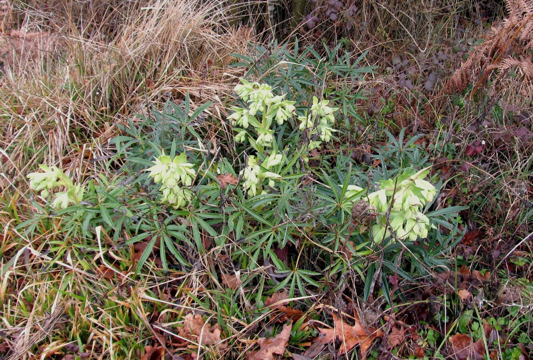 Image of Helleborus foetidus specimen.