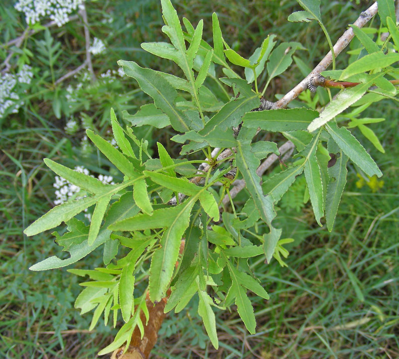 Image of Pyrus regelii specimen.