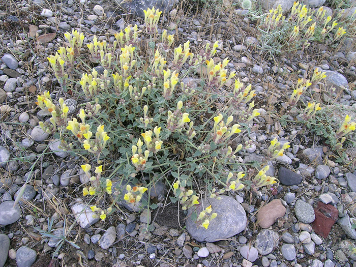 Image of Scutellaria comosa specimen.