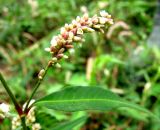 Persicaria × hervieri. Соцветие и лист. Астраханская обл., Камызякский р-н, сырая отмель р. Вертячка у с. Лебяжье 17.08.2011.