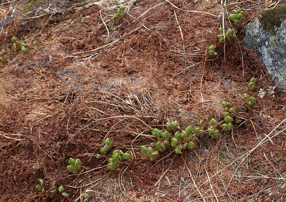 Изображение особи Athyrium distentifolium.