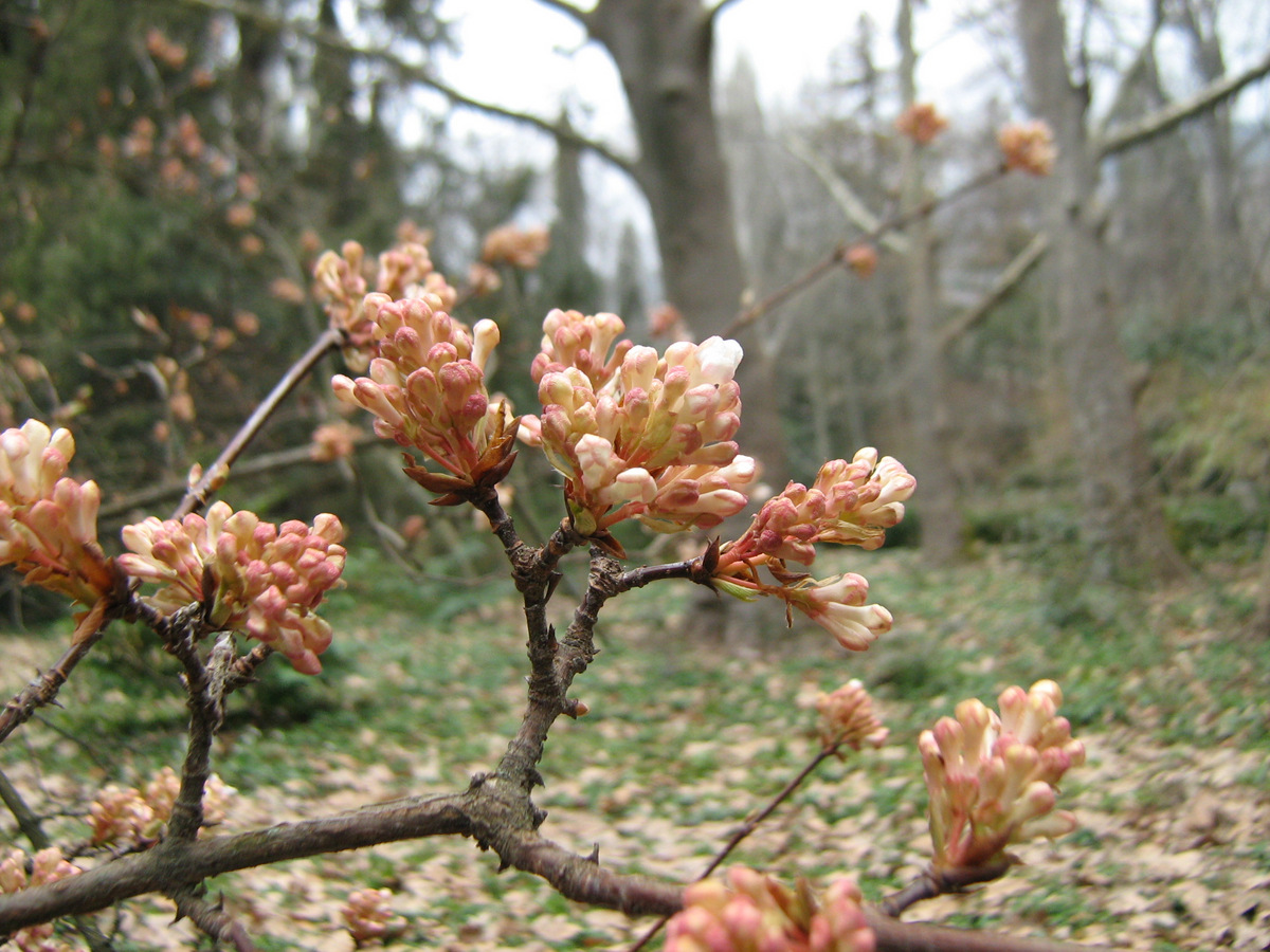 Image of Viburnum farreri specimen.