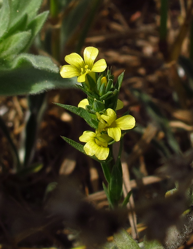 Image of Linum strictum ssp. spicatum specimen.