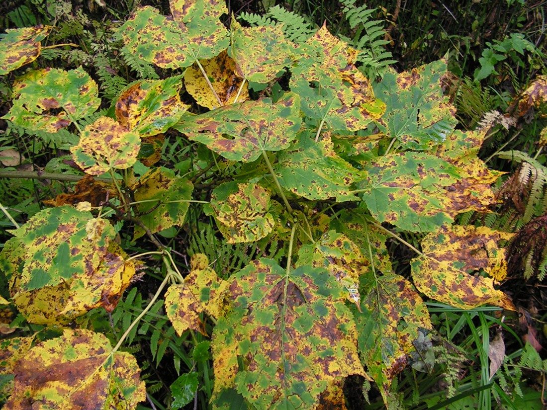 Image of Acer tegmentosum specimen.